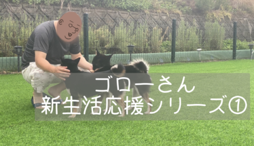 柴犬多頭飼いブログ｜黒柴ゴローさん、新生活応援シリーズ➀