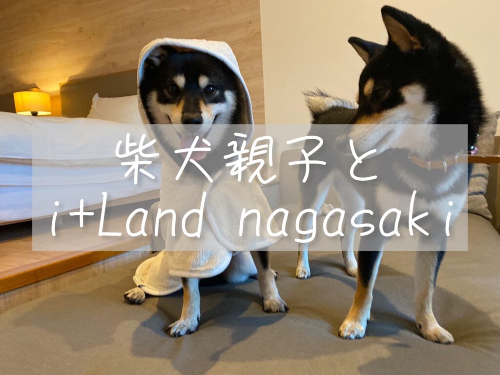 柴犬多頭飼いブログ｜柴犬親子でi+Land nagasaki｜ゴローお誕生日旅行