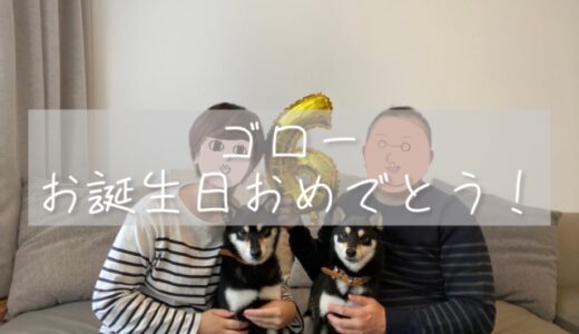 柴犬多頭飼いブログ｜成犬から始める去勢手術｜お誕生日おめでとう、ゴロー！