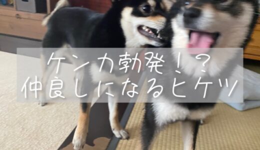 柴犬多頭飼いブログ｜先住犬とケンカ勃発！？なかよしの秘訣