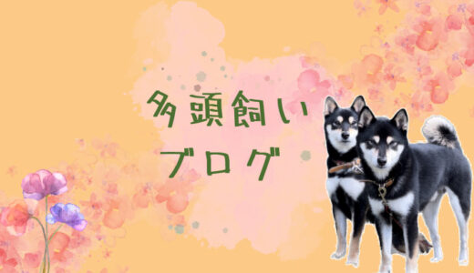 柴犬多頭飼いブログ｜涼しい所で犬と水遊びしてきたよ｜熊本県球磨郡五木村